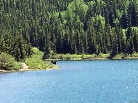Moose in Far Distance